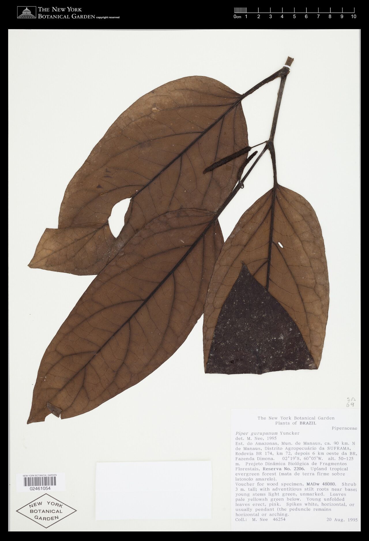 Piper gurupanum leaf