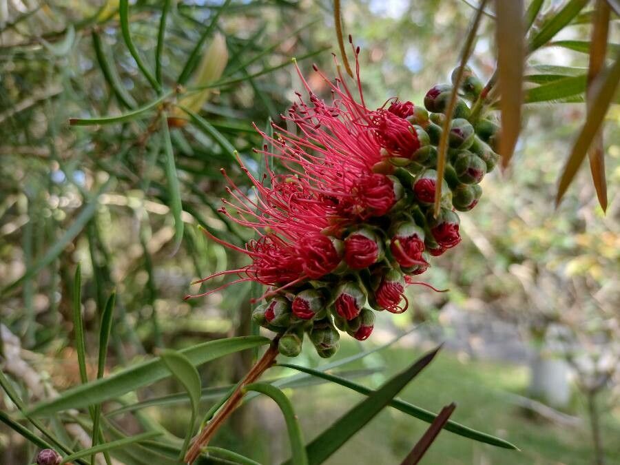 Melaleuca linearifolia flower