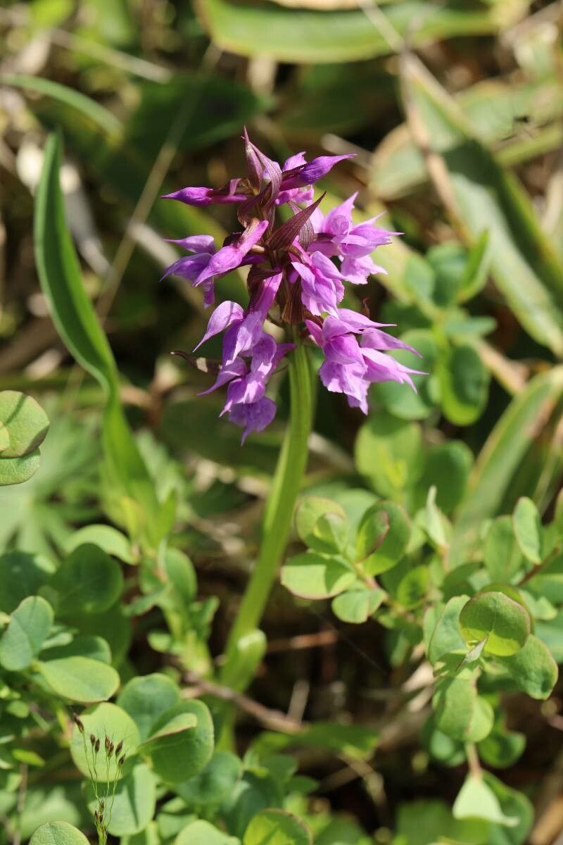 Dactylorhiza aristata — related species from the same genus