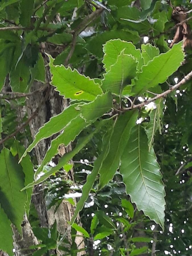 Quercus lancifolia — houseplant care guide