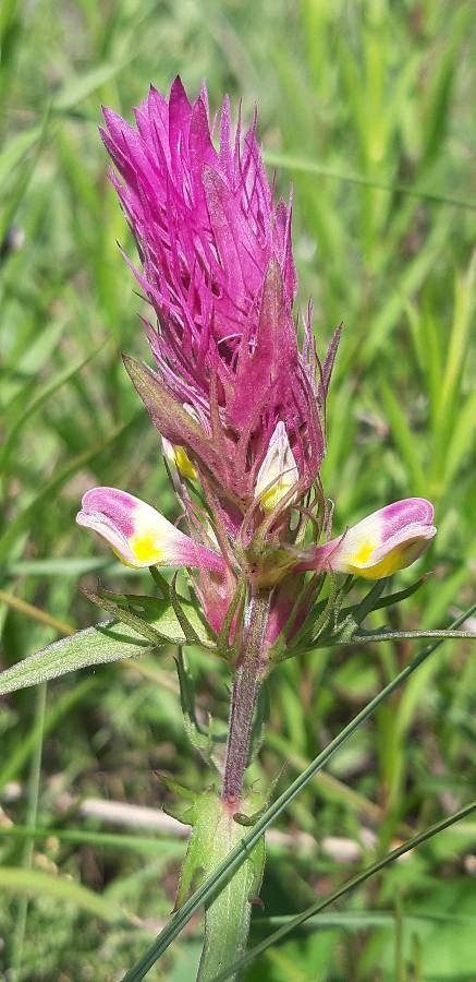 Melampyrum arvense flower