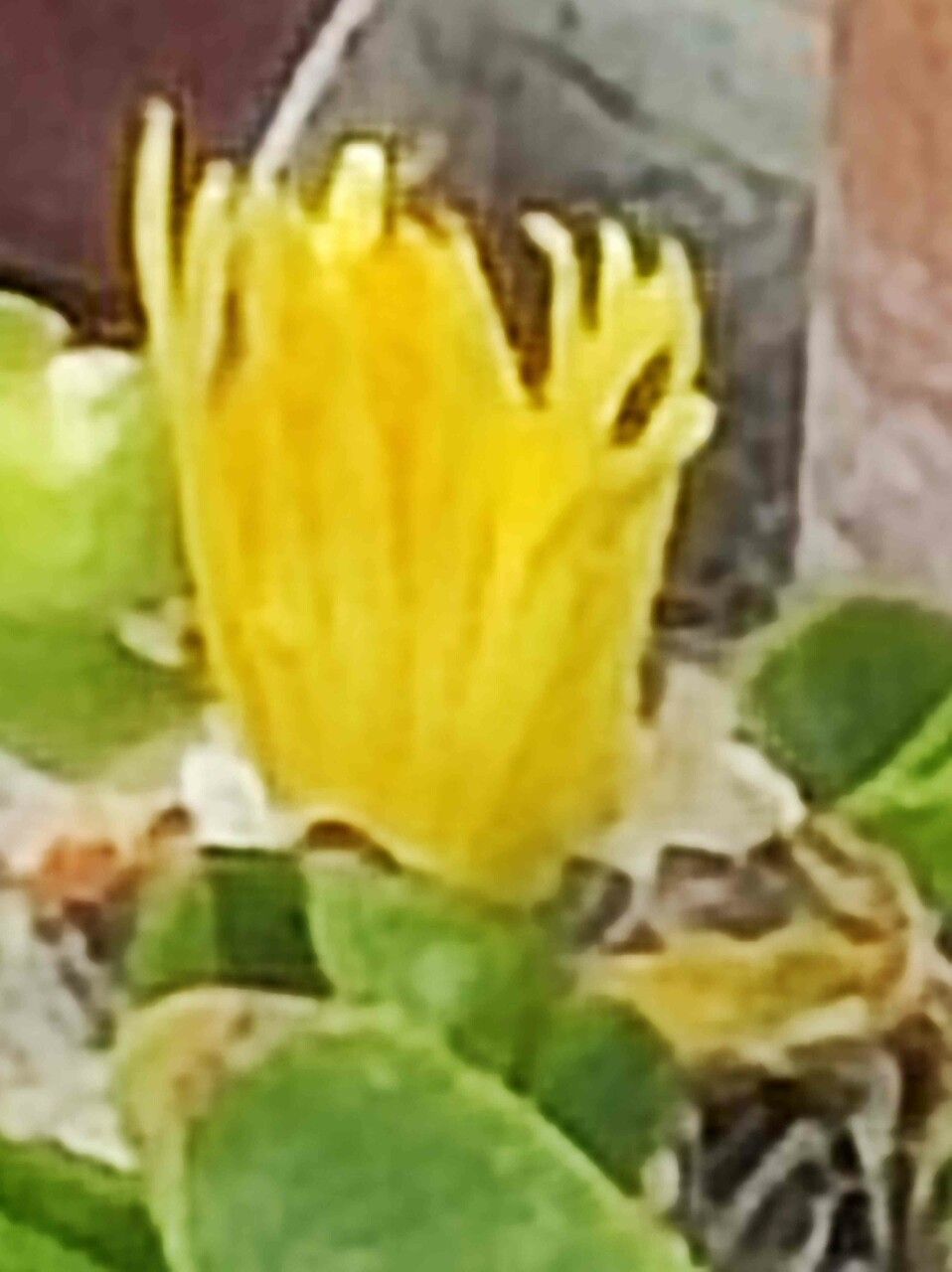 Glottiphyllum regium flower