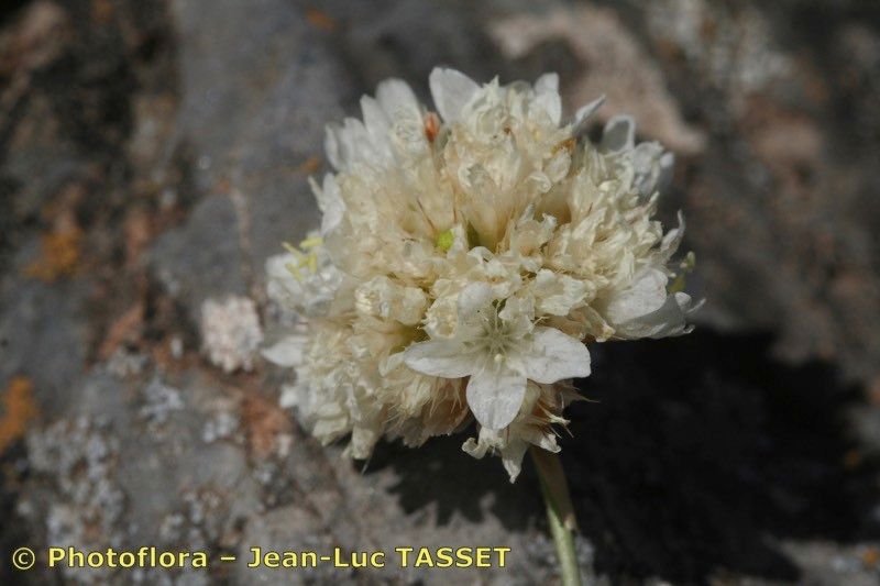 Armeria choulettiana flower