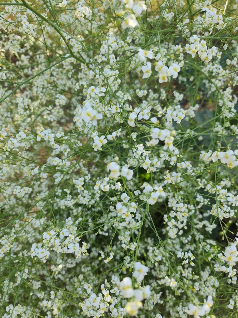 Crambe tataria flower
