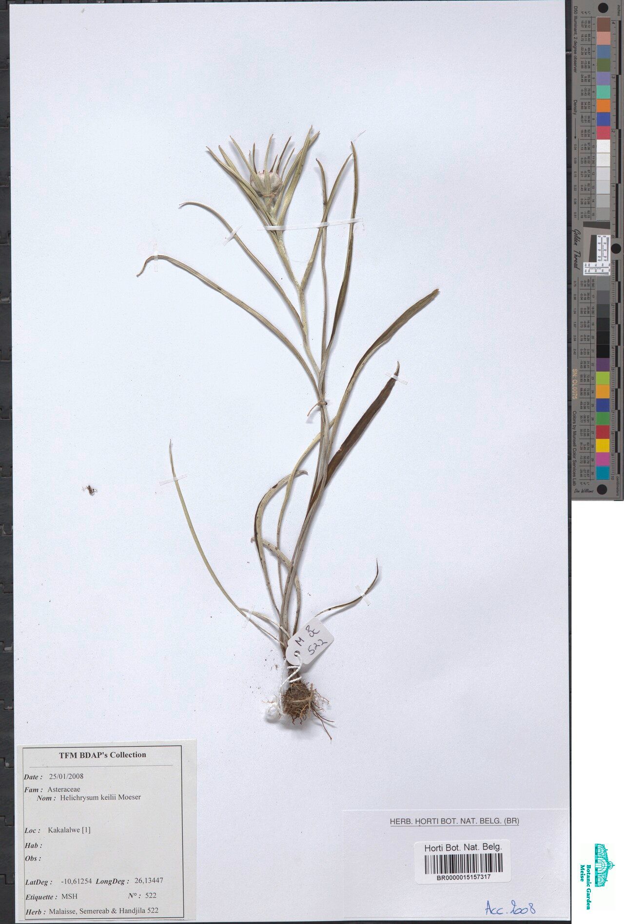 Helichrysum keilii — search result for 'Helichrysum'