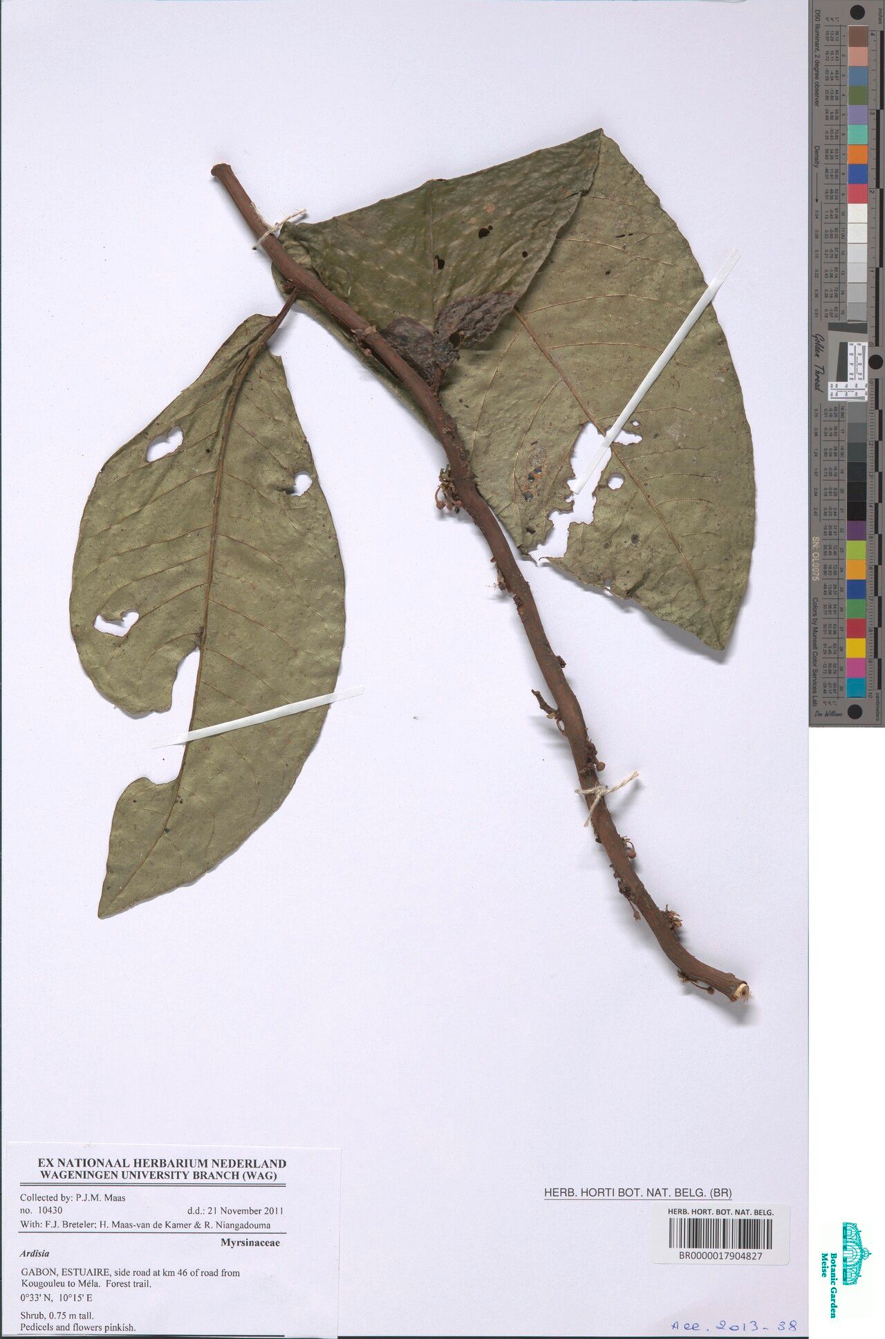 Ardisia hallei — houseplant care guide