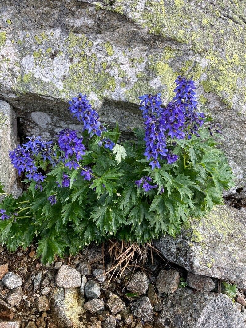 Delphinium oxysepalum habit