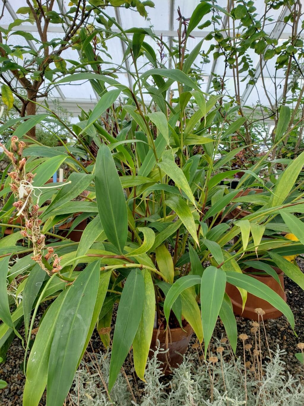 Hedychium villosum habit