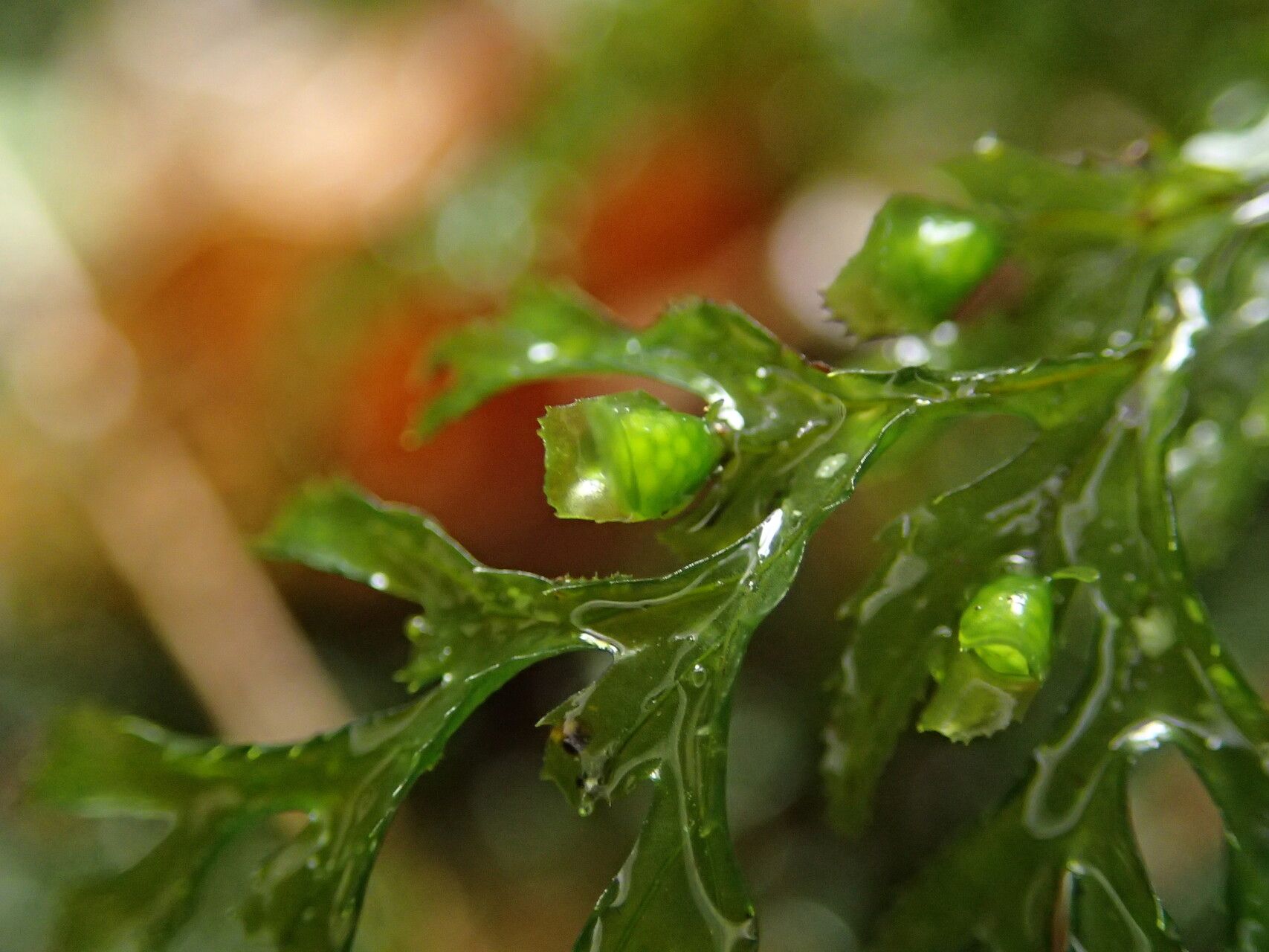 Hymenophyllum triangulare leaf