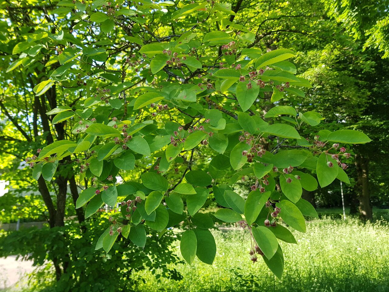Amelanchier spicata fruit