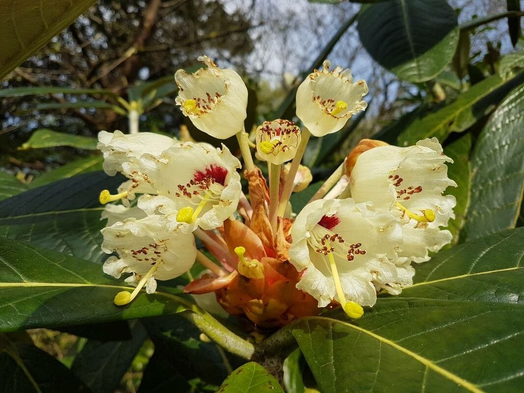 Rhododendron sinogrande flower