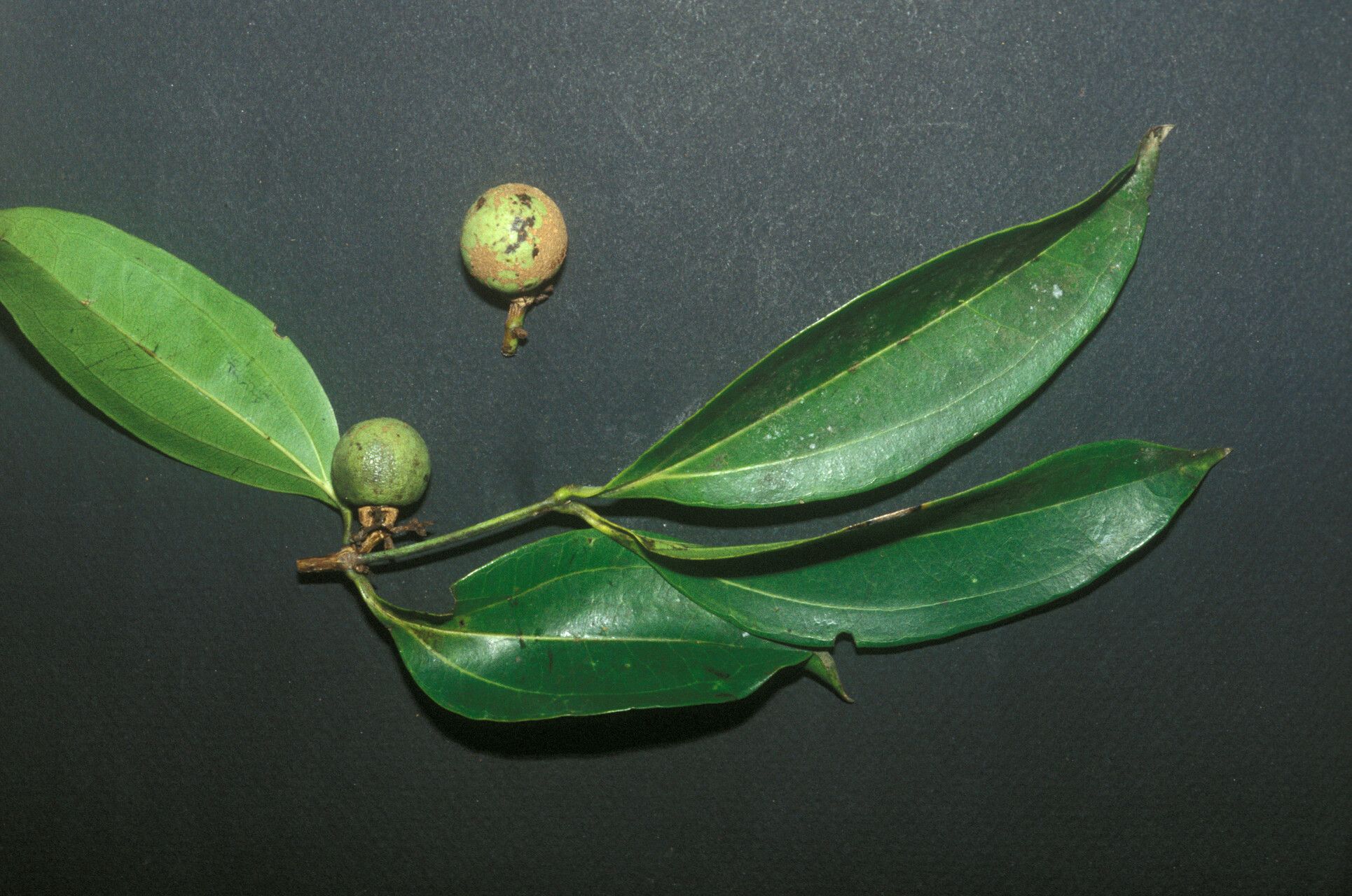 Strychnos cayennensis fruit
