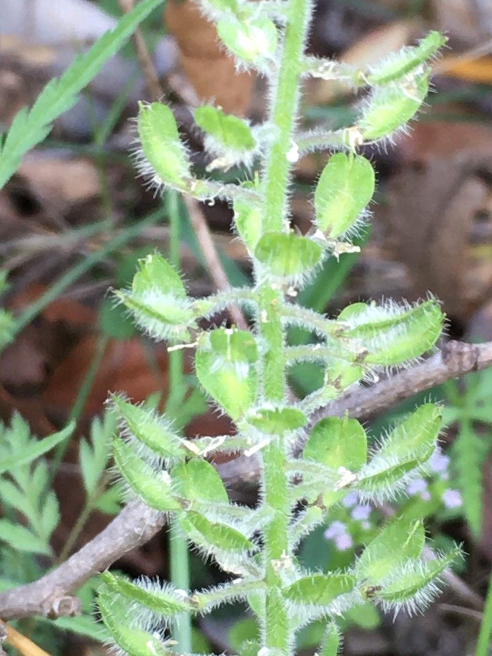 Lepidium hirtum fruit