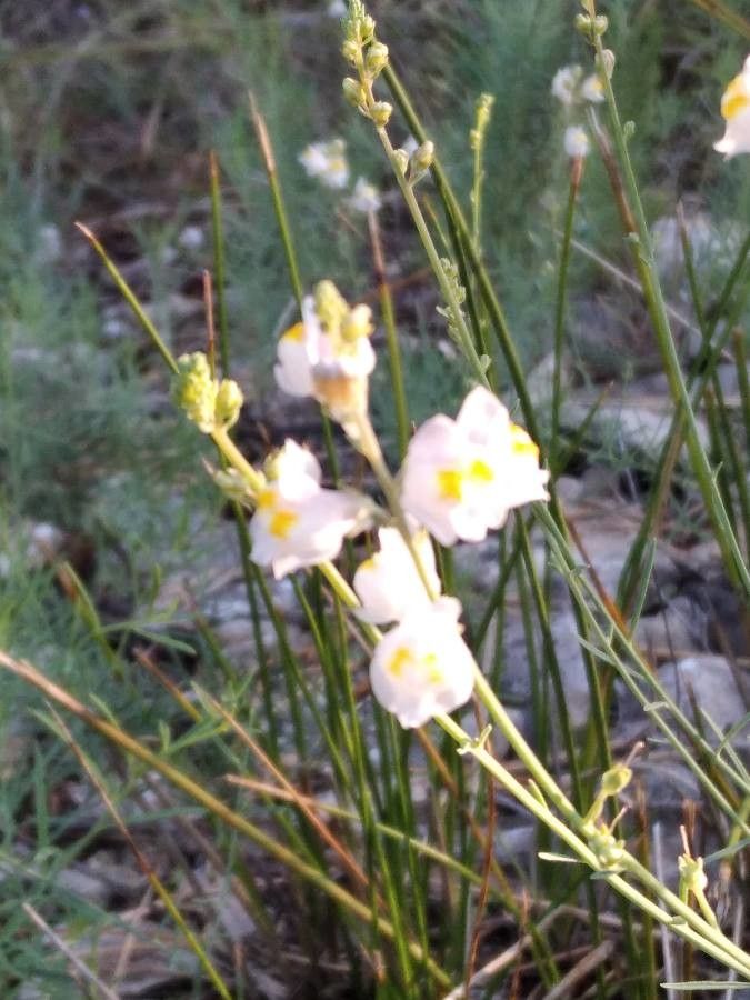 Linaria × sepium flower