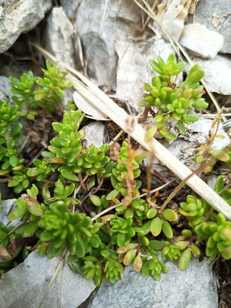 Sedum magellense — houseplant care guide