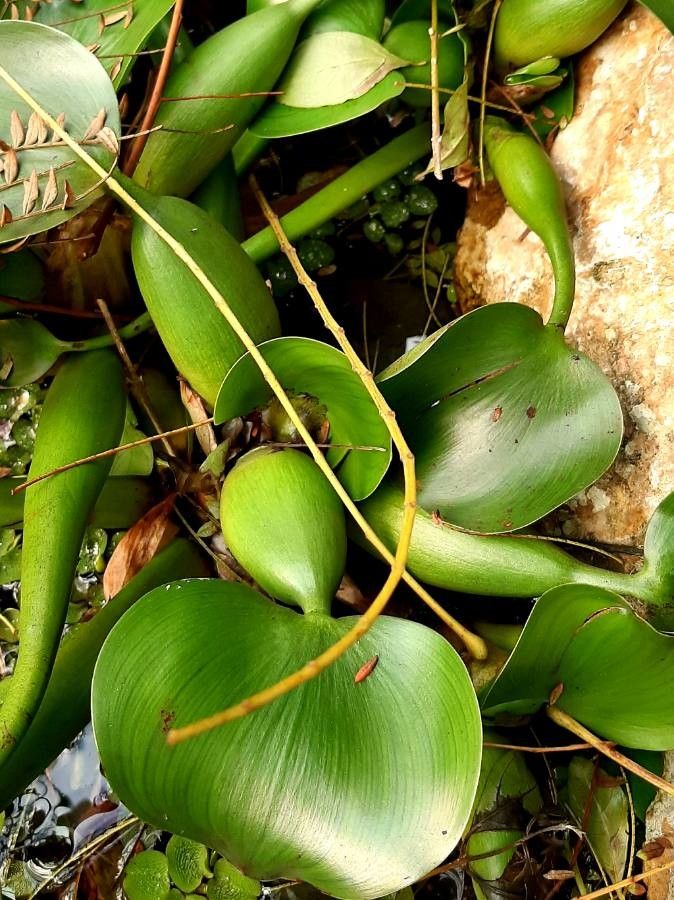 Eichhornia crassipes leaf