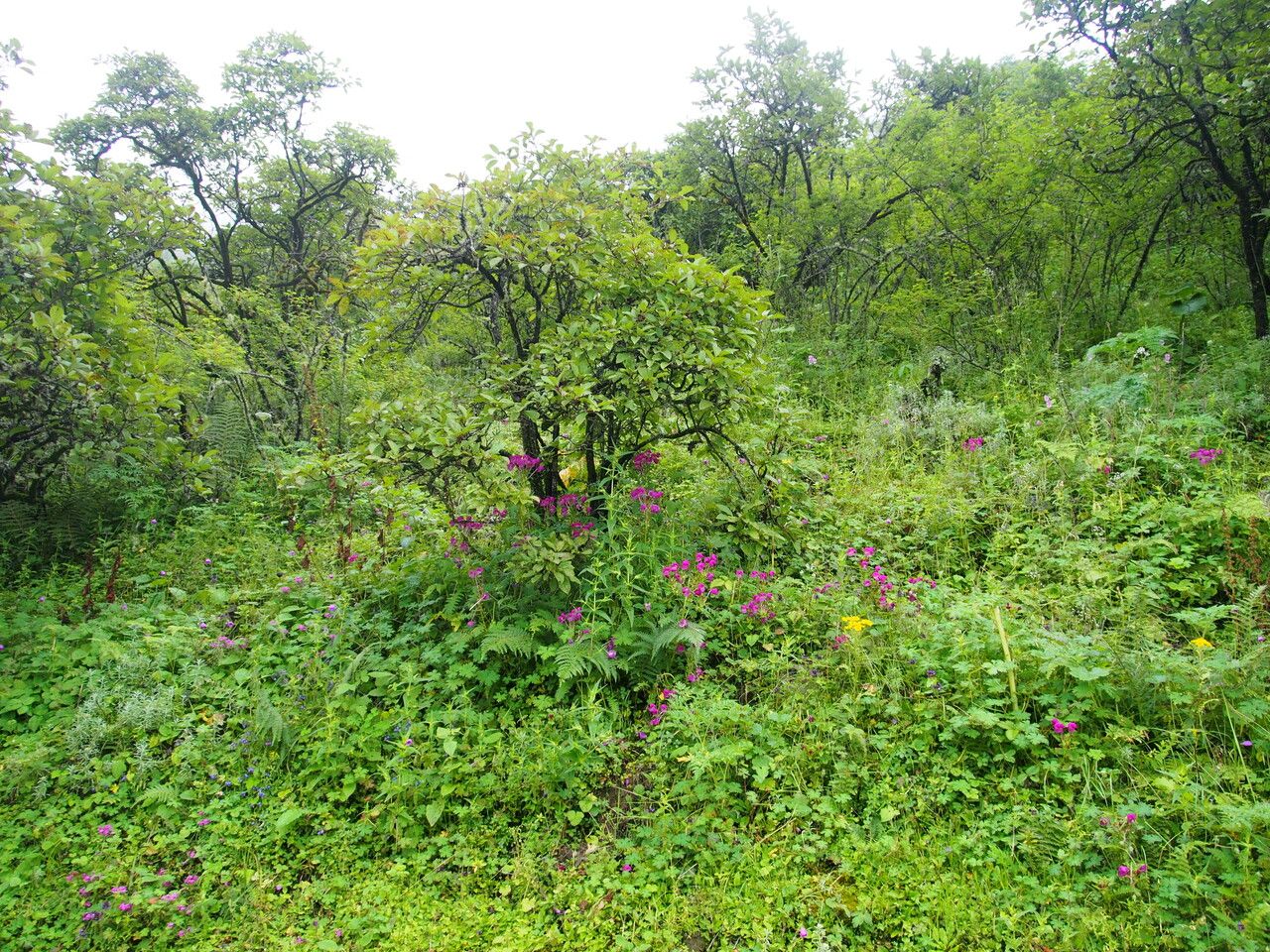 Pedicularis megalantha other