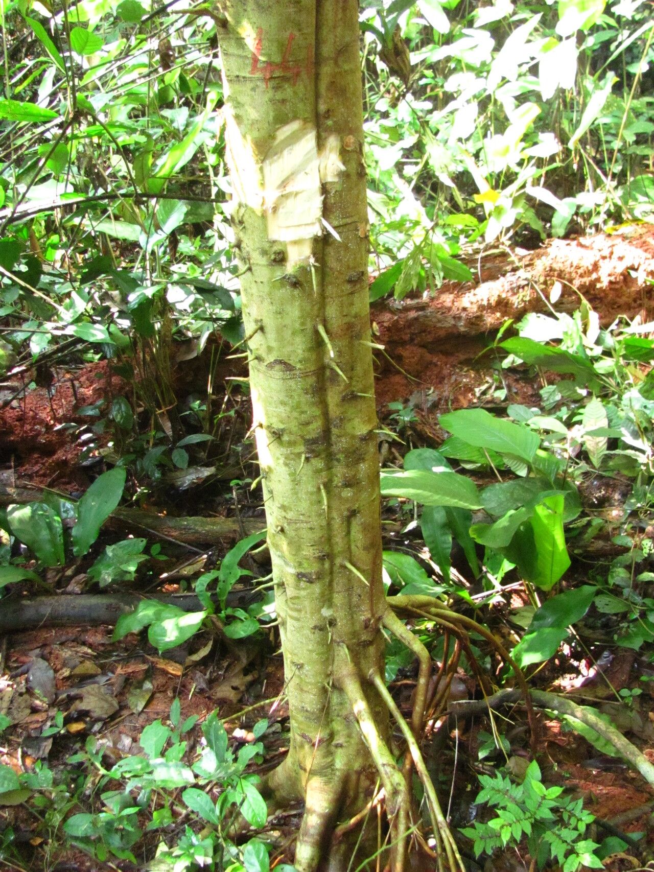 Macaranga paxii bark