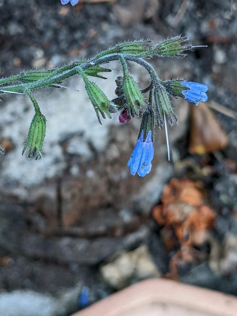 Symphytum asperum fruit