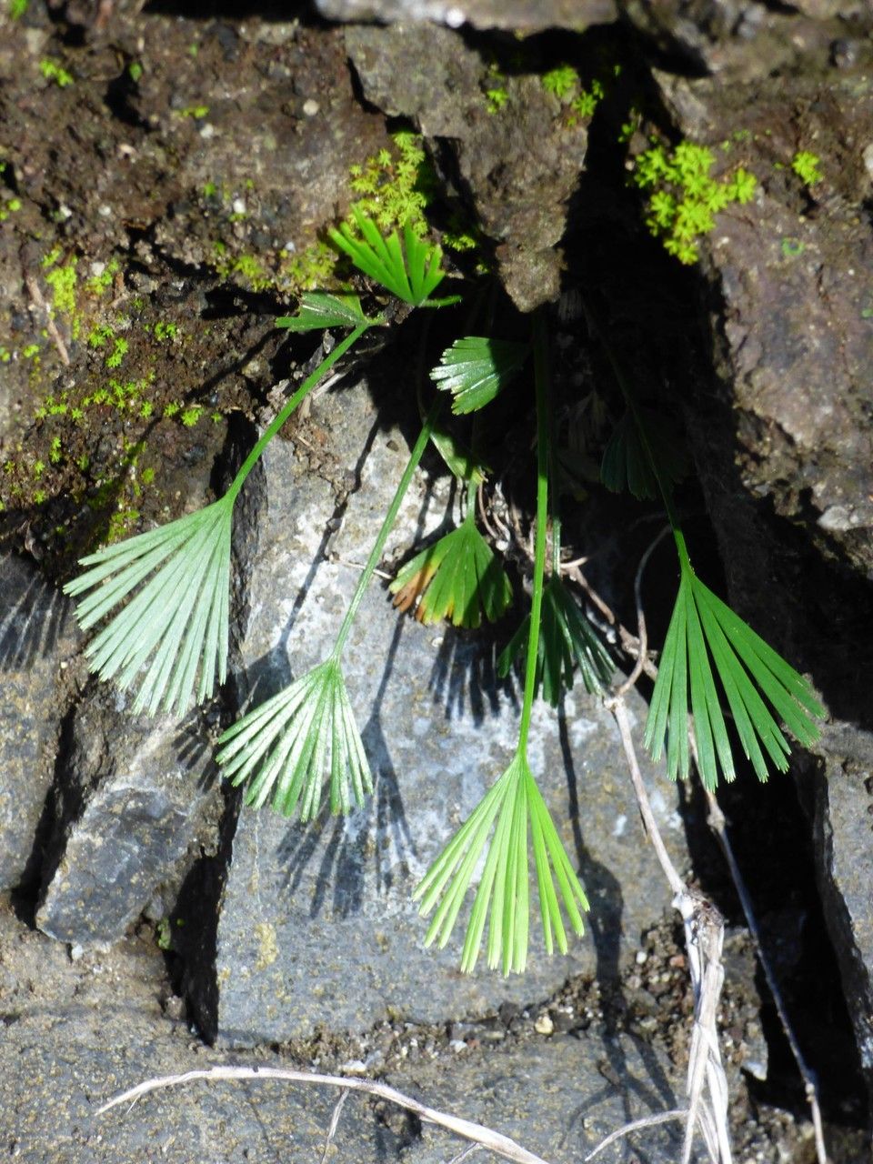 Actiniopteris semiflabellata habit