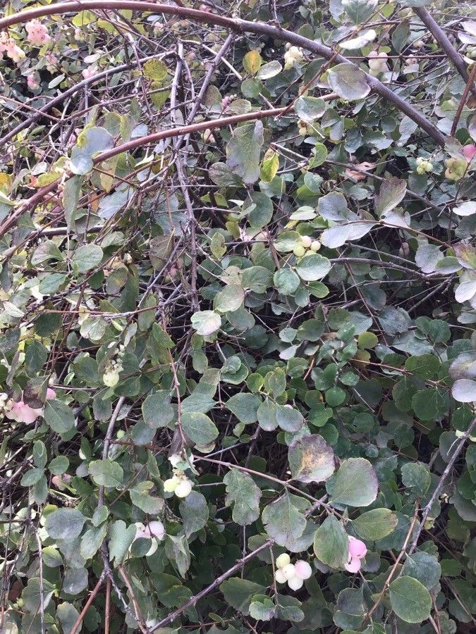 Symphoricarpos microphyllus