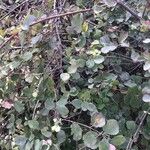 Symphoricarpos microphyllus