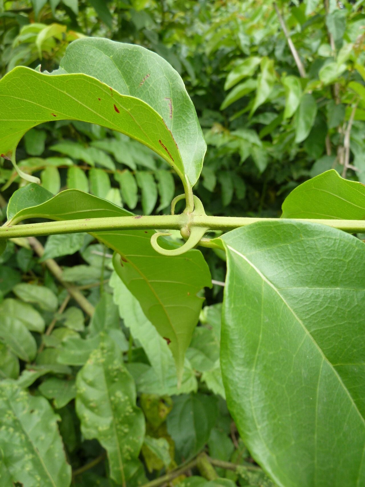 Uncaria africana leaf