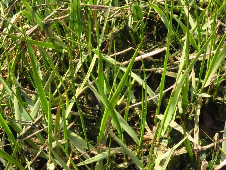 Spartina anglica — related species from the same genus