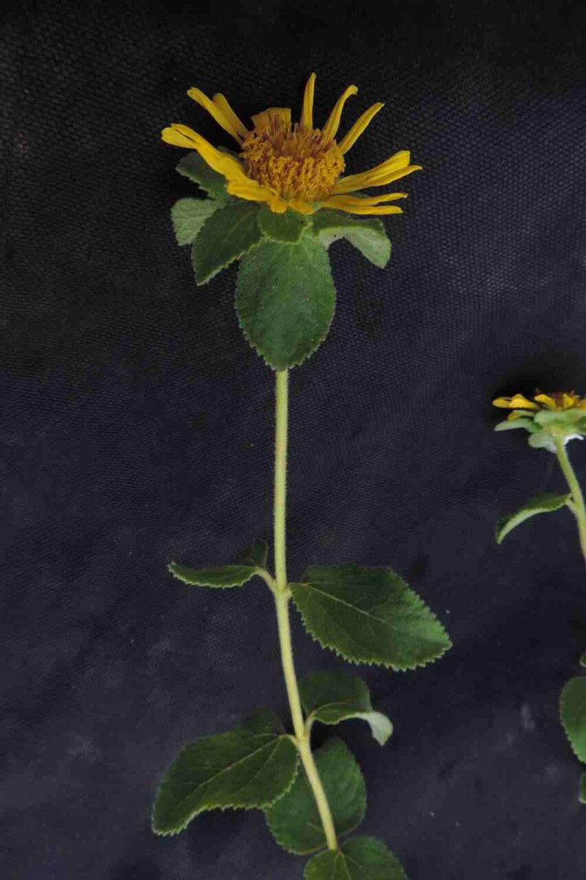 Aspilia platyphylla flower