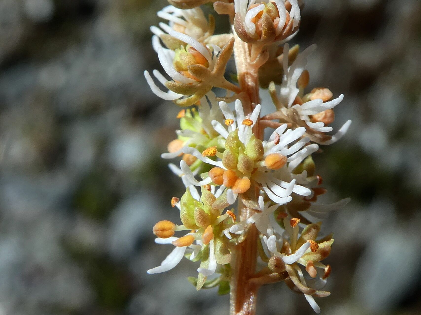 Sesamoides interrupta flower