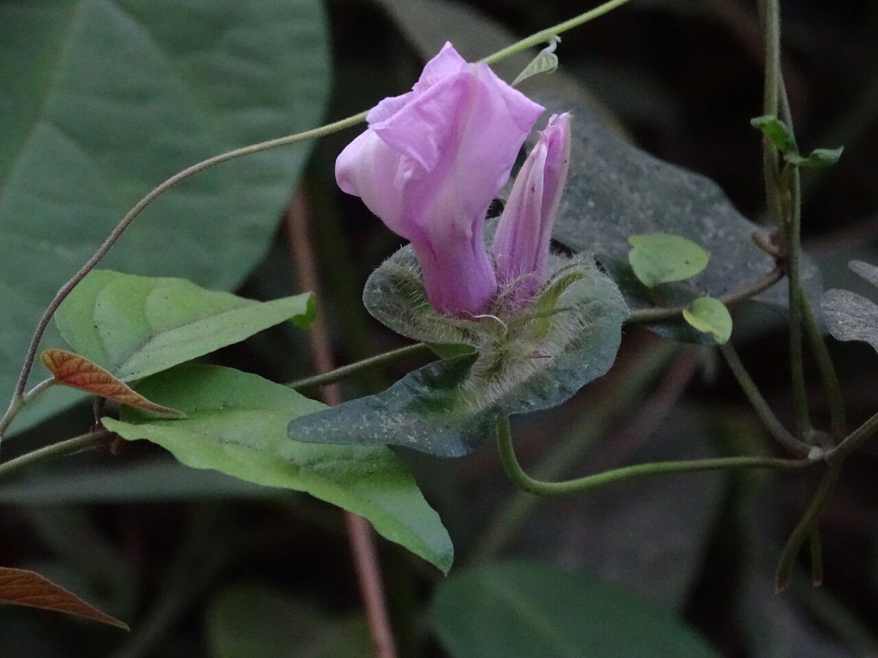Ipomoea involucrata bark