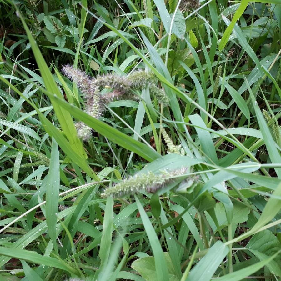 Setaria adhaerens flower