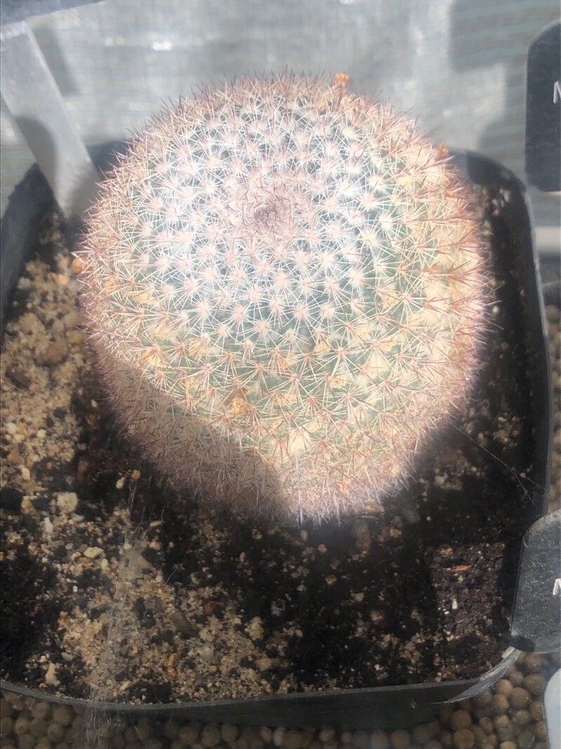 Mammillaria standleyi leaf