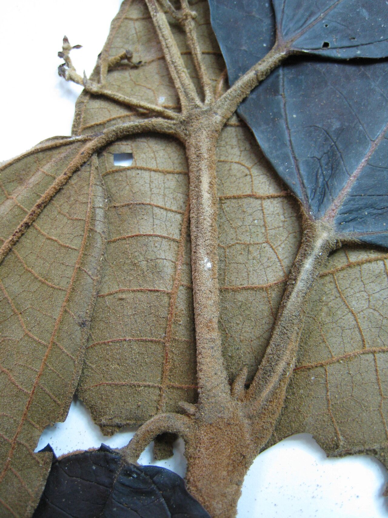 Miconia sagotiana other