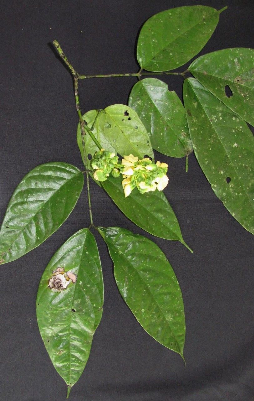 Senna quinquangulata other