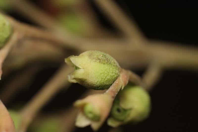 Isertia coccinea fruit