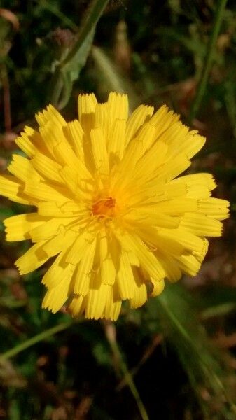 Crepis foetida flower