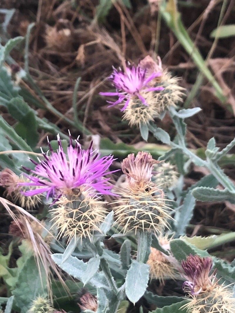 Centaurea seridis flower