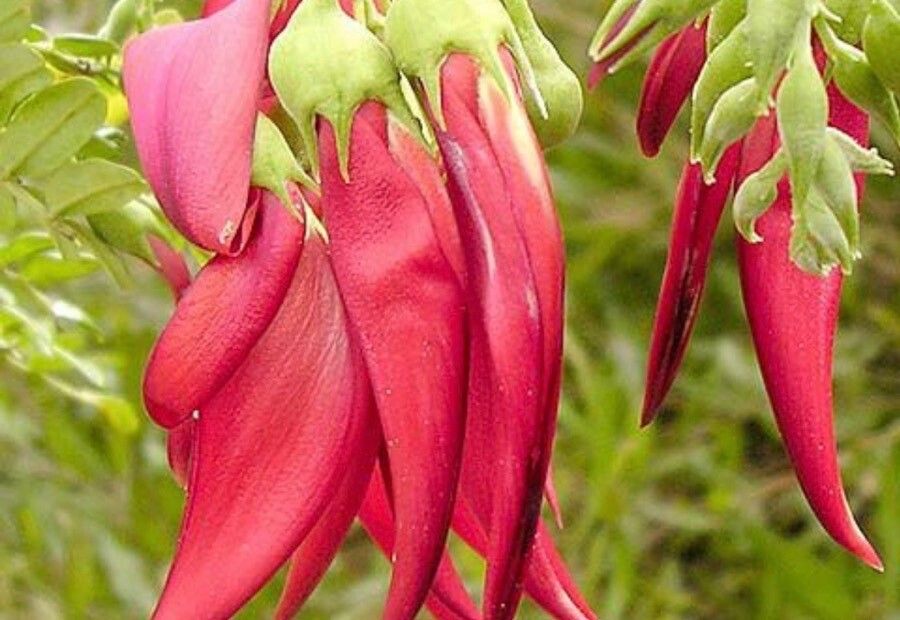 Clianthus puniceus flower