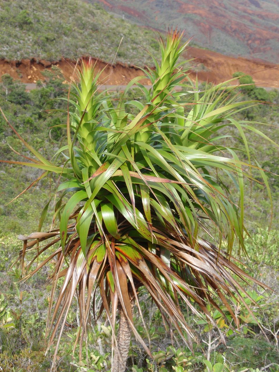 Dracophyllum verticillatum — houseplant care guide