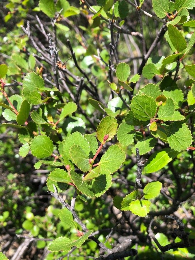 Betula glandulosa — search result for 'Betula'