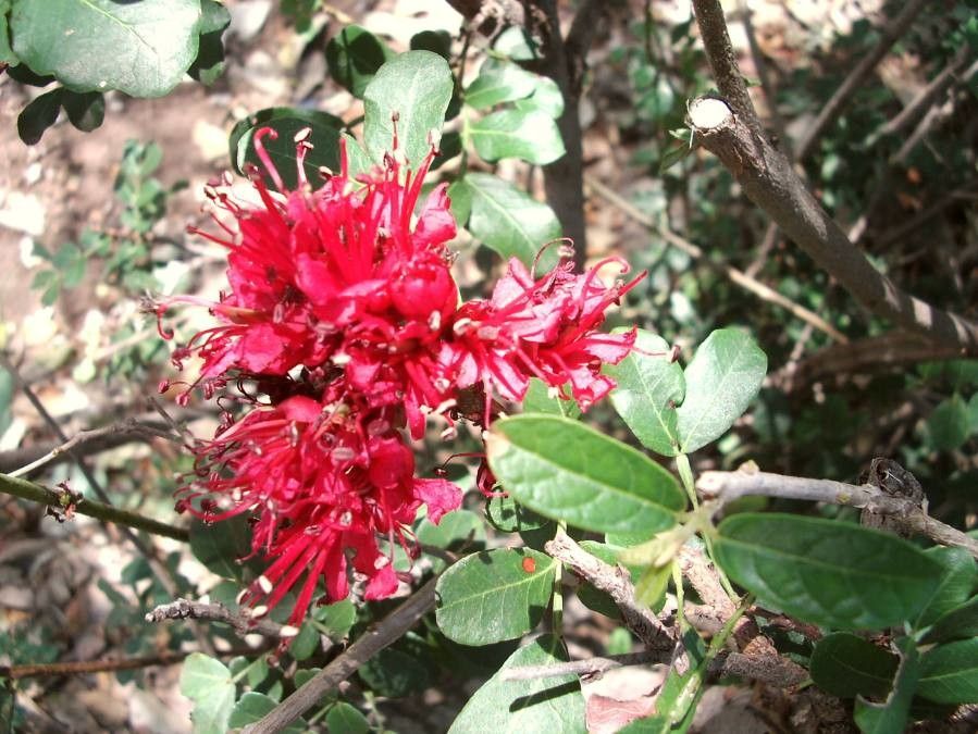 Schotia capitata flower