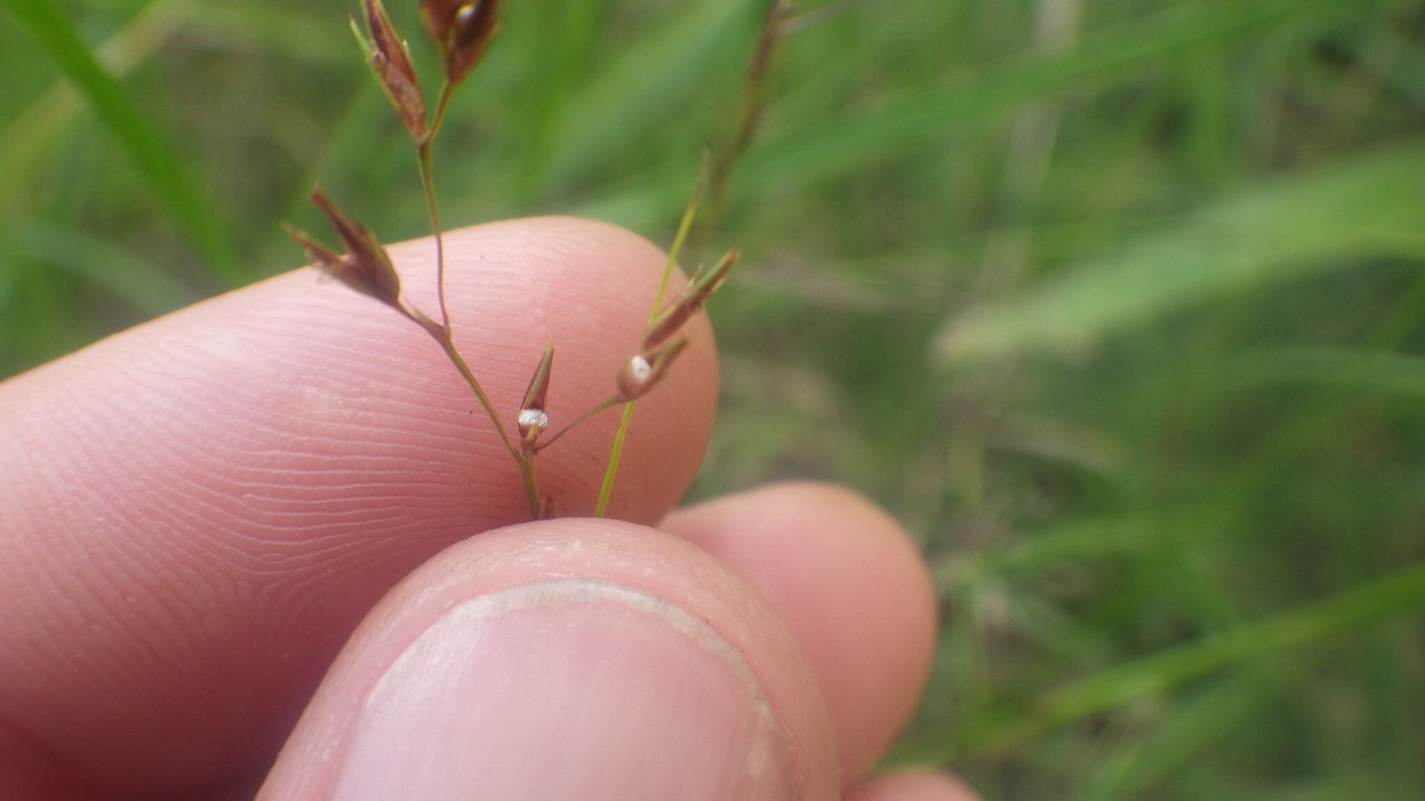 Scleria hilsenbergii — houseplant care guide