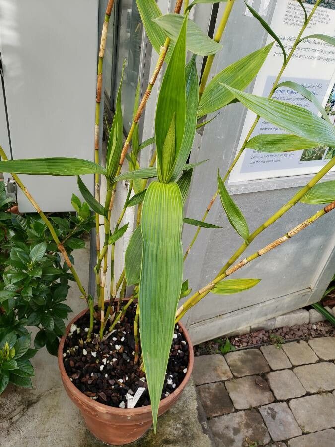 Sobralia rosea — houseplant care guide