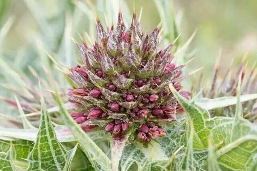 Gundelia tournefortii fruit