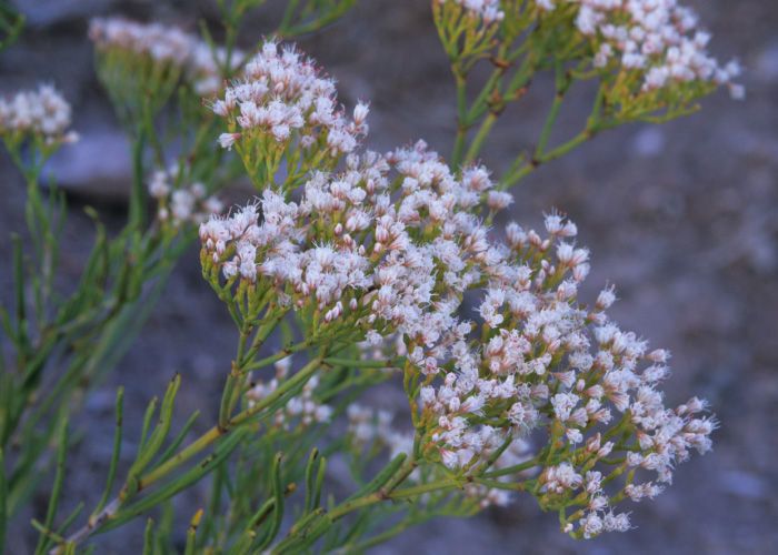 Eriogonum leptophyllum flower