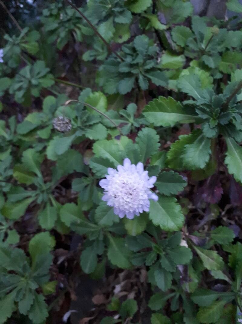 Scabiosa farinosa flower
