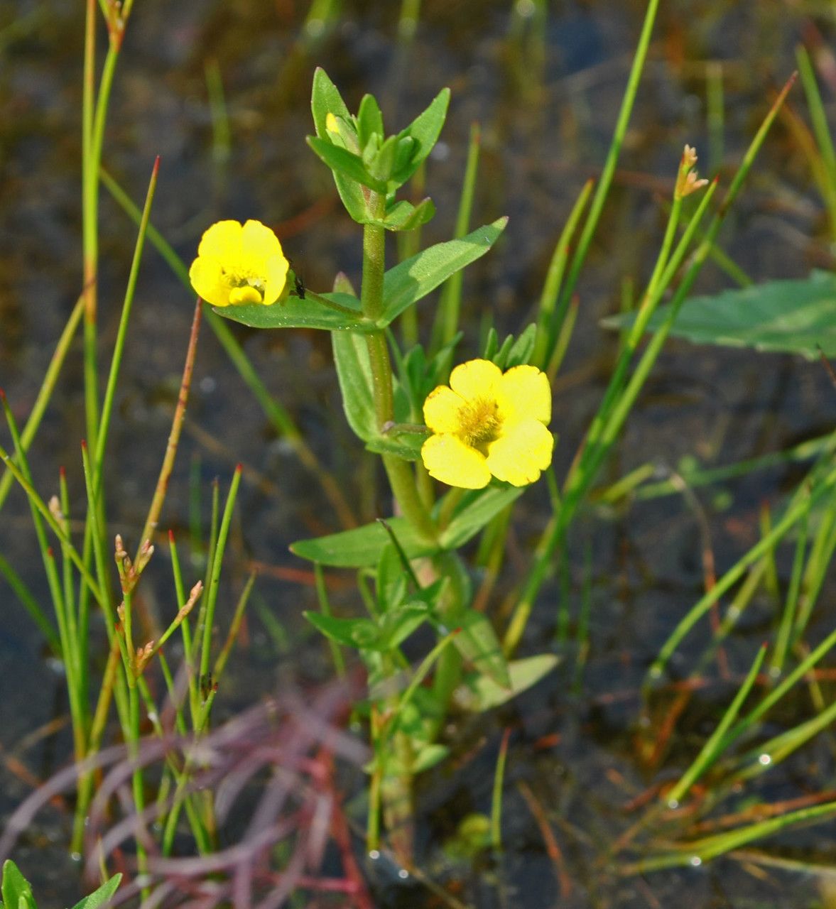 Gratiola lutea habit