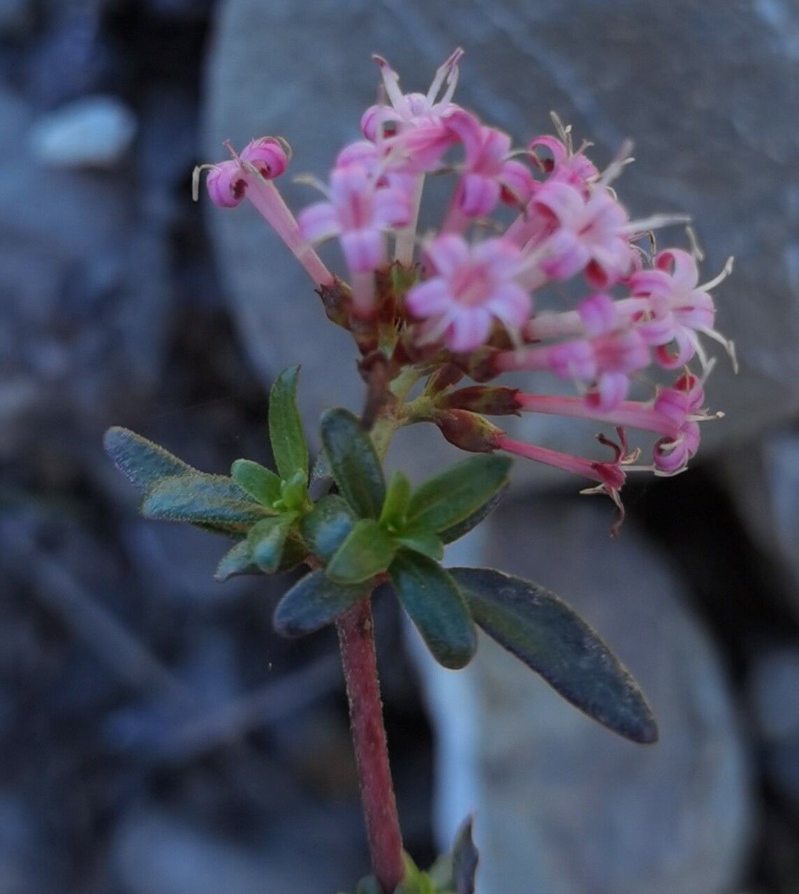 Putoria calabrica flower