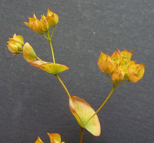 Bupleurum rotundifolium fruit